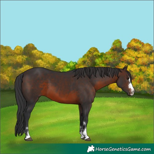 Horse Color:Brown