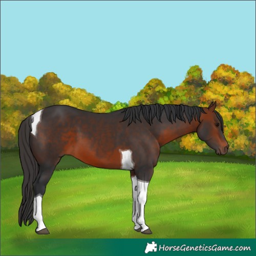 Horse Color:Bay Tobiano