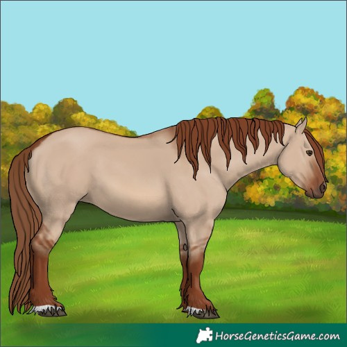 Horse Color:Unknown 