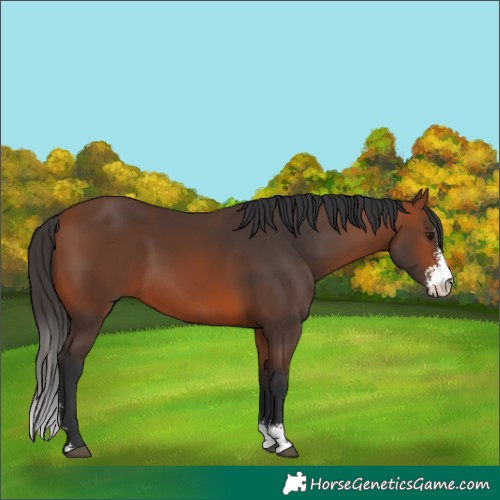 Horse Color:Bay Sabino 