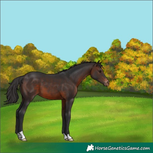 Horse Color:Unknown 