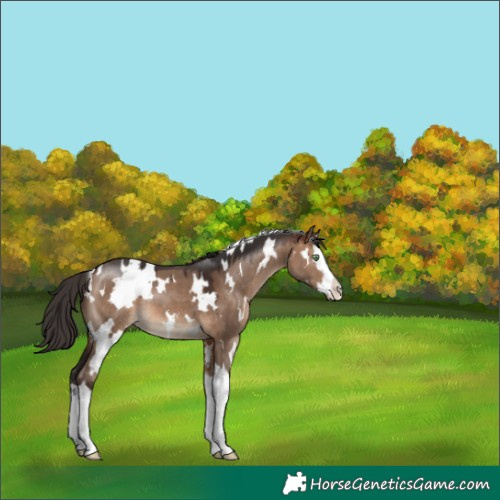 Horse Color:White Spotted Brown Dun Splash
