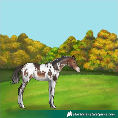 Horse Color:White Spotted Brown Appaloosa 