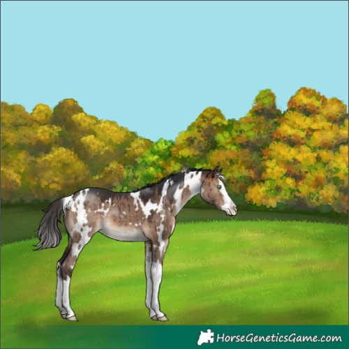 Horse Color:White Spotted Brown Dun Splash Brindle