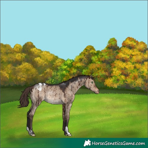 Horse Color:Brown Dun Varnish Rabicano Brindle 