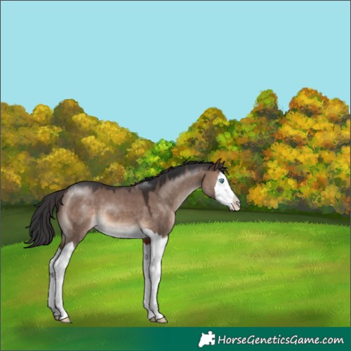 Horse Color:Brown Dun Mushroom Splash 