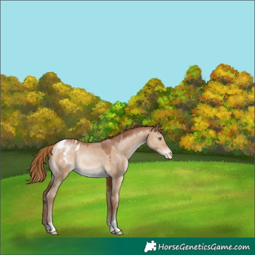 Horse Color:Brown Pearl Dun Appaloosa Rabicano 