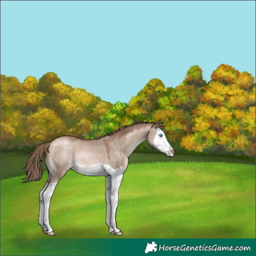 Horse Color:Grullo Pearl Mushroom Splash 
