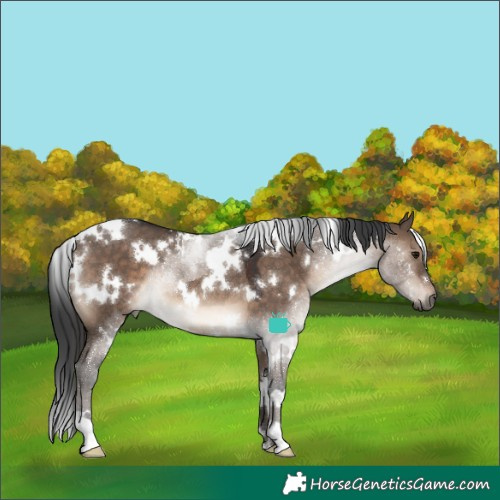Horse Color:White Spotted Brown Dun 
