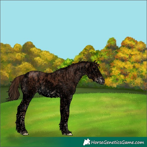 Horse Color:Void White Spotted Liver Chestnut Sabino Splash Appaloosa  and Void White Spotted Liver Chestnut Sabino Splash 