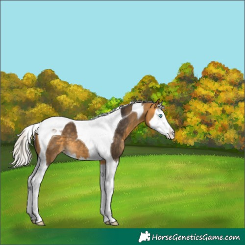 Horse Color:Silver Buckskin Splash Tobiano 