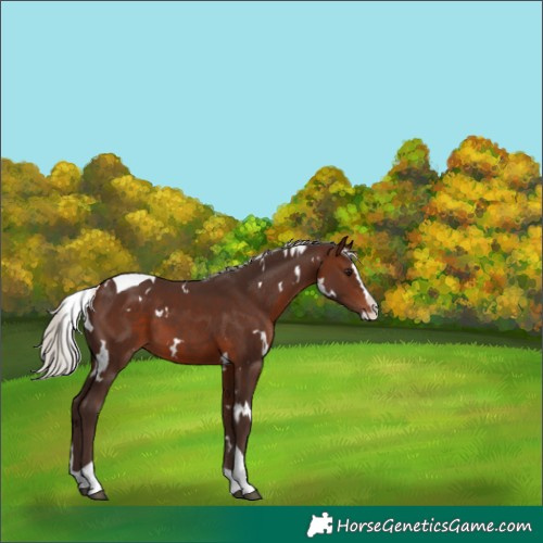Horse Color:White Spotted Silver Brown Splash Tobiano Rabicano 