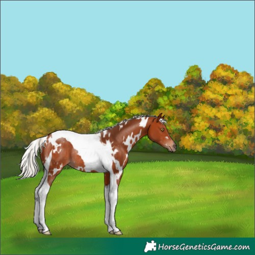 Horse Color:White Spotted Silver Bay Tobiano Rabicano