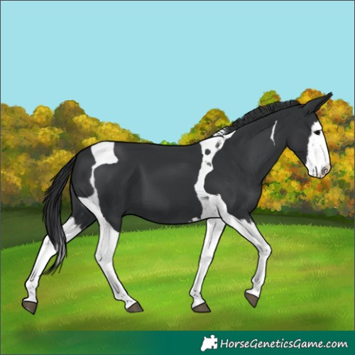 Horse Color:Black Splash Tobiano