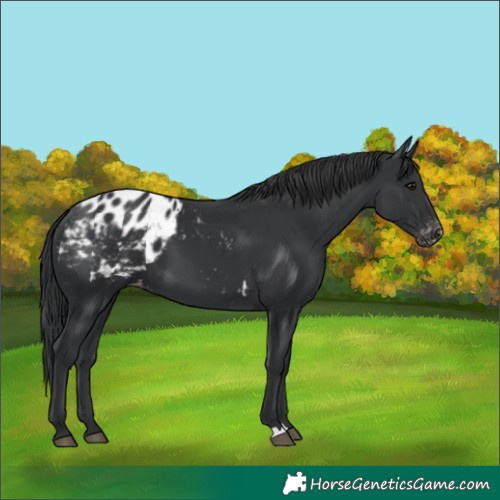 Horse Color:Black Blanket 