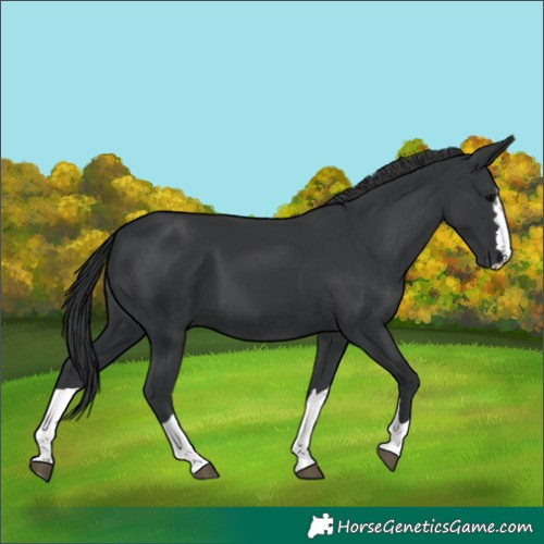 Horse Color:Black 