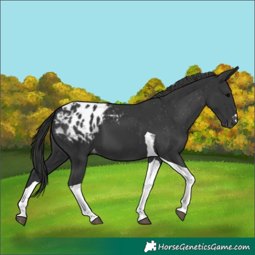 Horse Color:Black Tobiano Blanket
