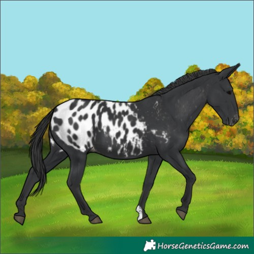 Horse Color:Black Blanket 