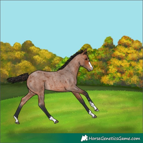 Horse Color:Bay Roan 