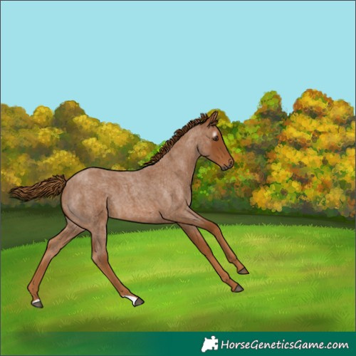 Horse Color:Gray Red Roan 