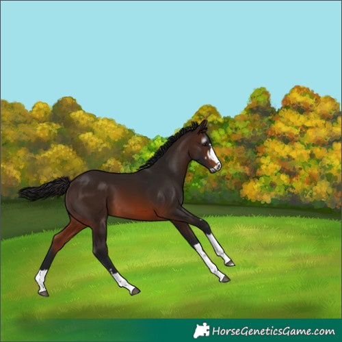 Horse Color:Gray Bay 