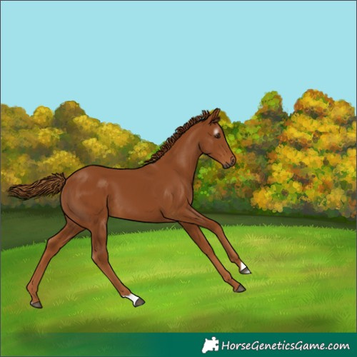 Horse Color:Gray Chestnut 