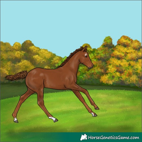 Horse Color:Gray Chestnut