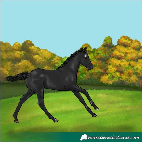 Horse Color:Gray Black 