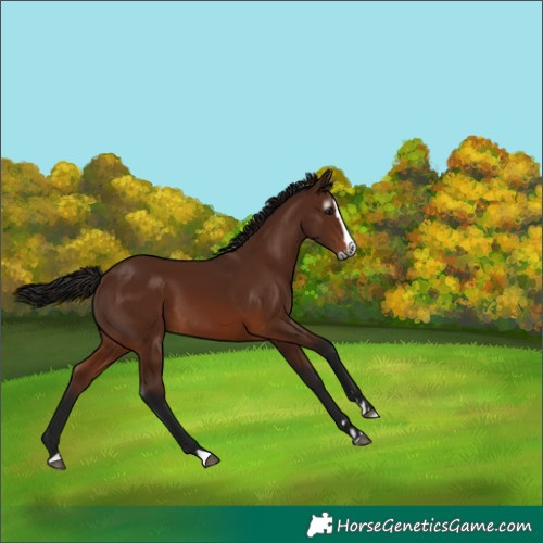 Horse Color:Gray Bay Splash 