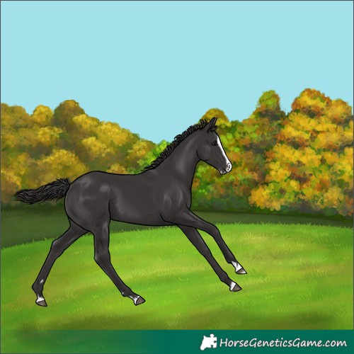 Horse Color:Smoky Black Splash