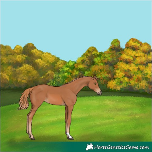 Horse Color:Chestnut 