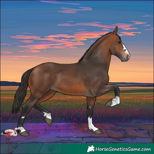 Horse Color:Bay 