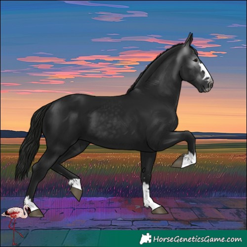 Horse Color:Gray Black