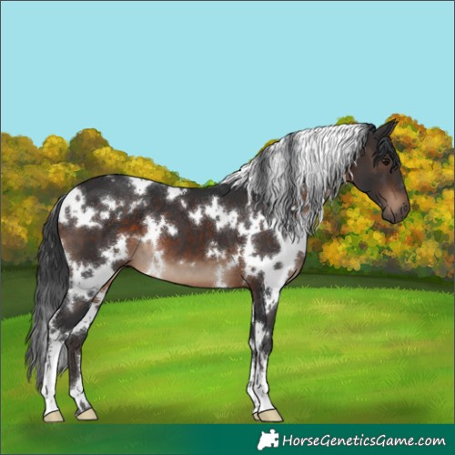 Horse Color:White Spotted Brown