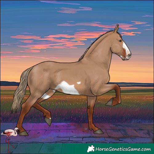 Horse Color:Red Dun Frame 