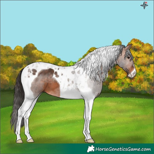 Horse Color:Bay Tobiano 