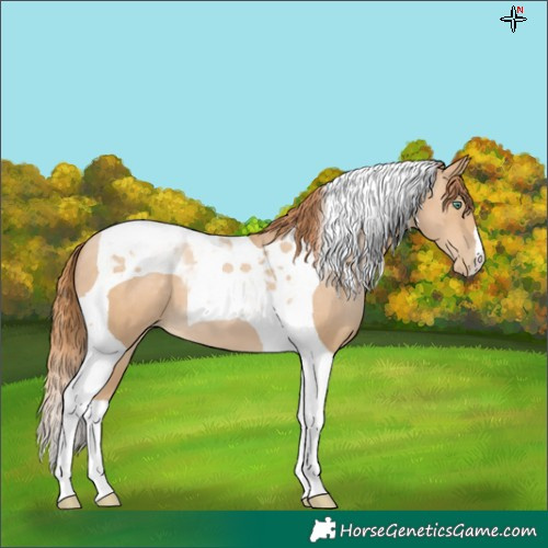 Horse Color:Smoky Black Pearl Tobiano 