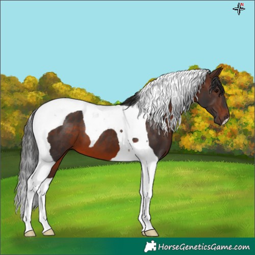 Horse Color:Brown Tobiano