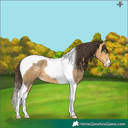 Horse Color:Amber Cream Champagne Tobiano