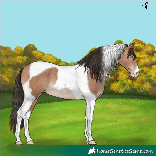 Horse Color:Sable Champagne Tobiano