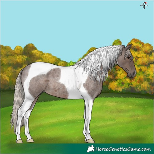 Horse Color:Silver Blue Roan Tobiano 