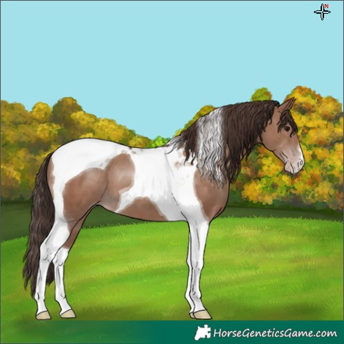 Horse Color:Classic Champagne Tobiano