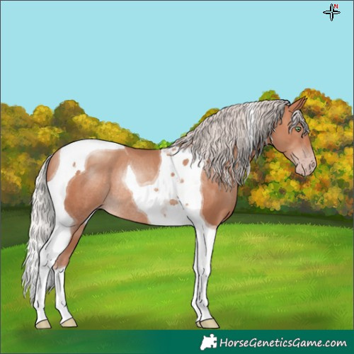 Horse Color:Silver Sable Champagne Tobiano Rabicano