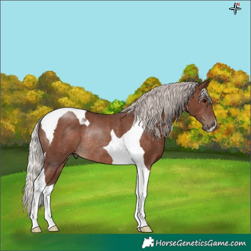 Horse Color:Silver Black Tobiano Rabicano