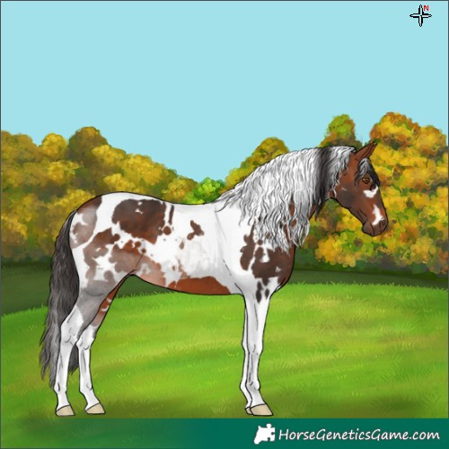 Horse Color:White Spotted Bay Tobiano