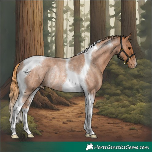 Horse Color:Red Roan Tobiano Snowcap Rabicano