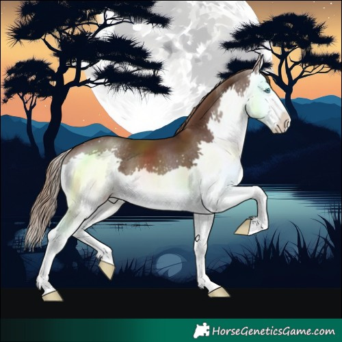 Horse Color:Liver Chestnut Splash