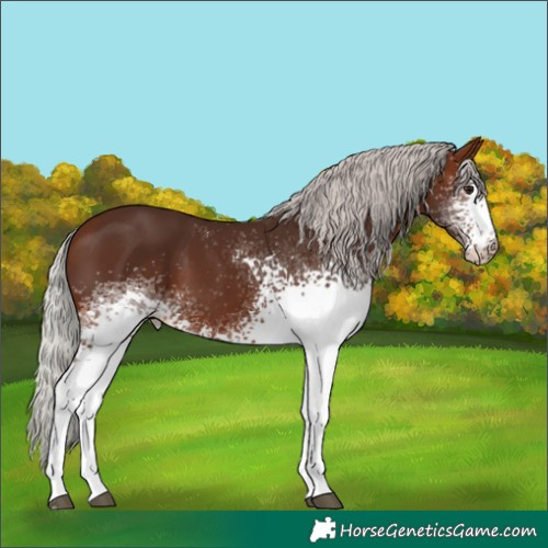 Horse Color:White Spotted Silver Brown
