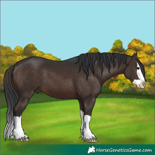 Horse Color:Brown Splash
