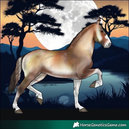 Horse Color:Bay Onyx